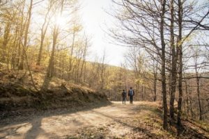 rear-view-couple-walking-forest